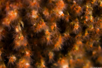 Salmacina tribranchiata (Fragile Tube Worm)