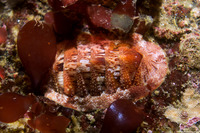 Lepidozona mertensii (Merten's Chiton)