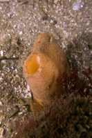 Panopea generosa (Geoduck Clam)