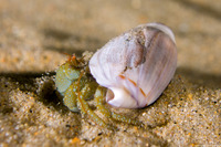 Pagurus granosimanus (Grainyhand Hermit Crab)