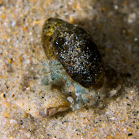 Pagurus hirsutiusculus (Hairy Hermit Crab)