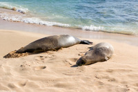 Monachus schauinslandi (Hawaiian Monk Seal)