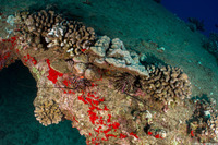 Panulirus marginatus (Banded Spiny Lobster)