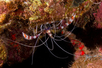 Stenopus hispidus (Banded Coral Shrimp)