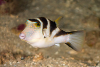 Canthigaster coronata (Crowned Toby)
