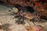 Panulirus marginatus (Banded Spiny Lobster)