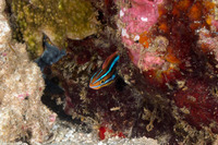 Plagiotremus ewaensis (Ewa Fang Blenny)