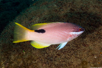 Bodianus albotaeniatus (Hawaiian Hogfish)