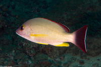 Lutjanus fulvus (Blacktail Snapper)