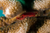 Trapezia intermedia (Common Guard Crab)