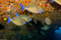 Acanthurus dussumieri (Eyestripe Surgeonfish)