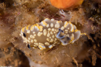 Ardeadoris tomsmithi (Tom Smith's Nudibranch)