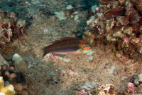 Thalassoma quinquevittatum (Fivestripe Wrasse)