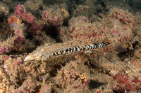 Pinctada margaritifera (Pacific Pearl Oyster)