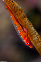 Bryaninops yongei (Wire Coral Goby)