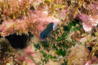 Pycnochromis leucurus (White-Tail Chromis)