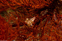 Oxycheilinus bimaculatus (Twospot Wrasse)