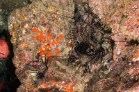 Panulirus marginatus (Banded Spiny Lobster)