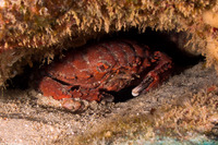 Etisus splendidus (Splendid Red Spooner Crab)