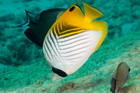 Chaetodon auriga (Threadfin Butterflyfish)