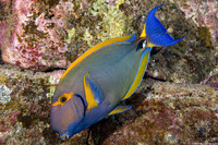 Acanthurus dussumieri (Eyestripe Surgeonfish)