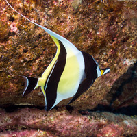 Zanclus cornutus (Moorish Idol)