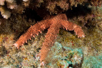 Mithrodia fisheri (Fisher's Star)
