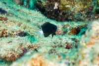 Pycnochromis leucurus (White-Tail Chromis)