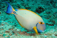 Acanthurus dussumieri (Eyestripe Surgeonfish)