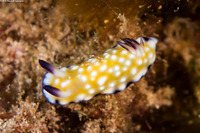Goniobranchus vibratus (Trembling Nudibranch)