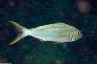 Aphareus furca (Smalltooth Jobfish)