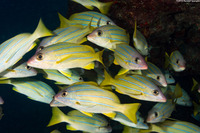 Lutjanus kasmira (Bluestripe Snapper)