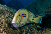 Acanthurus olivaceus (Orangeband Surgeonfish)