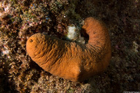 Actinopyga obesa (Plump Sea Cucumber)