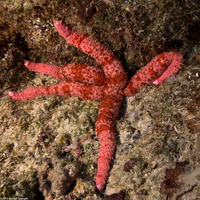 Mithrodia fisheri (Fisher's Star)