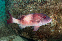 Parupeneus insularis (Island Goatfish)