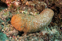 Actinopyga obesa (Plump Sea Cucumber)