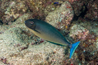 Naso hexacanthus (Sleek Unicornfish)