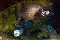 Oplegnathus punctatus (Spotted Knifejaw)