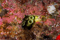 Ascidia sydneiensis (Yellow-Green Sea Squirt)