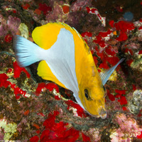 Hemitaurichthys polylepis (Pyramid Butterflyfish)