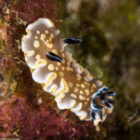Ardeadoris tomsmithi (Tom Smith's Nudibranch)