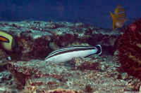 Coris flavovittata (Blackstripe Coris)