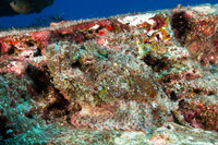 Scorpaenopsis diabolus (Devil Scorpionfish)