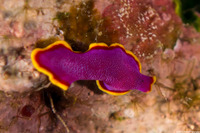 Pseudoceros ferrugineus (Fuchsia Flatworm)
