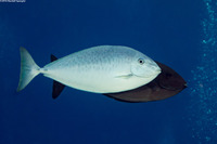 Naso caesius (Gray Unicornfish)