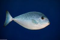 Naso caesius (Gray Unicornfish)