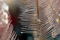 Gymnangium hians (Feather Hydroid)
