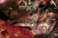 Goniobranchus sp.1 (Red-Spotted Nudibranch)