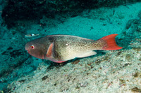 Scarus rubroviolaceus (Redlip Parrotfish)